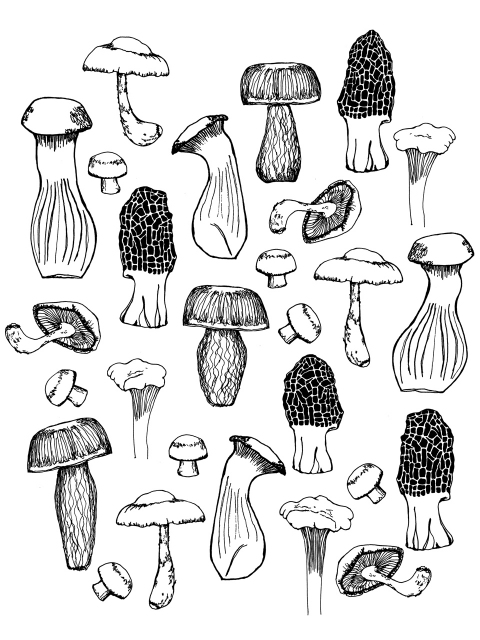 Mushrooms 